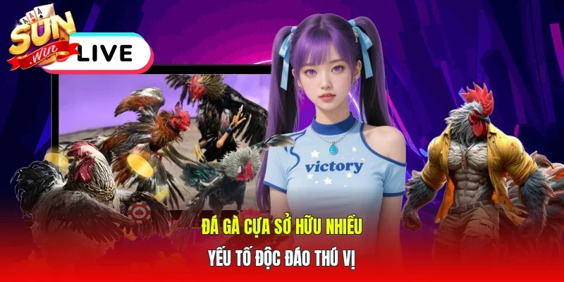 Đá gà cựa sở hữu nhiều yếu tố độc đáo thú vị