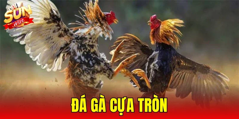 Đá Gà Cựa Tròn