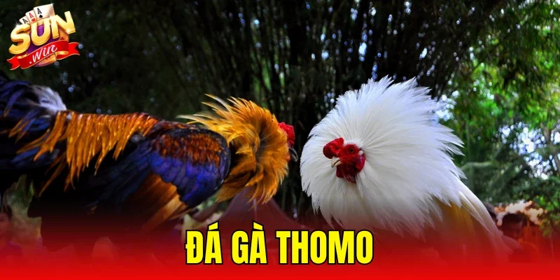 Đá Gà Thomo